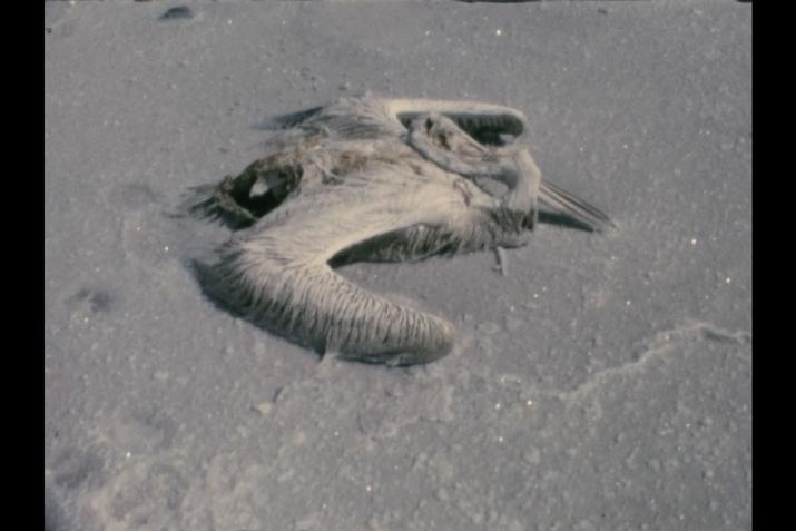a dead pelican encrusted in salt crystals