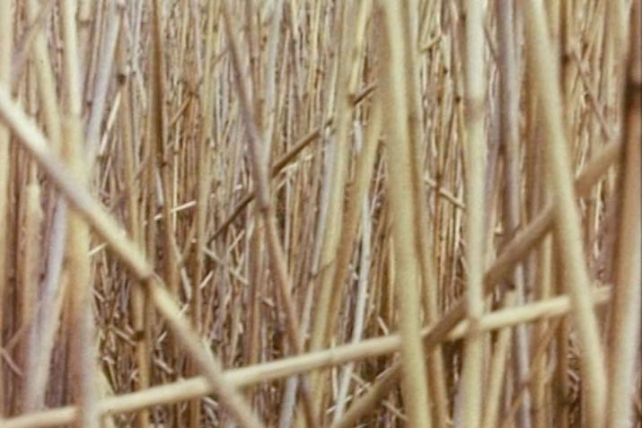 the frame is engulfed by dense overlapping reeds of a light yellow and tan color