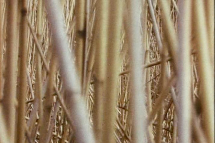 dense overlap of straight reeds very close to the camera