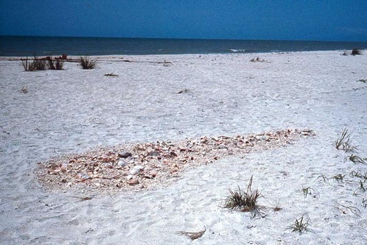a white sand beach with a pile of sea shells arranged into a long round oval shape. blue sky and ocean in the background