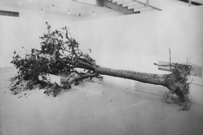 Robert Smithson's Dead Tree in a white gallery space