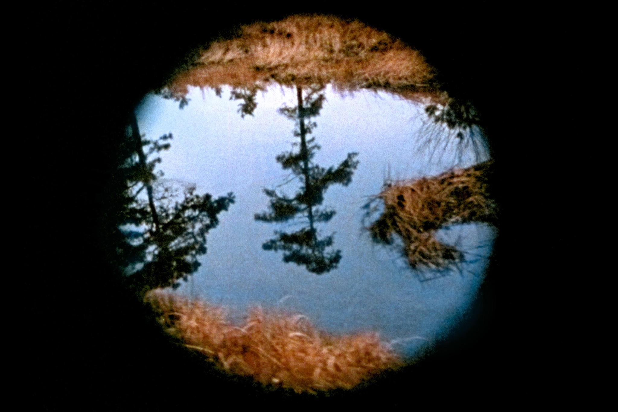 From Nancy Holt's film Pine Barrens. A view through a circular cut out showing a tree reflected upside down in water.