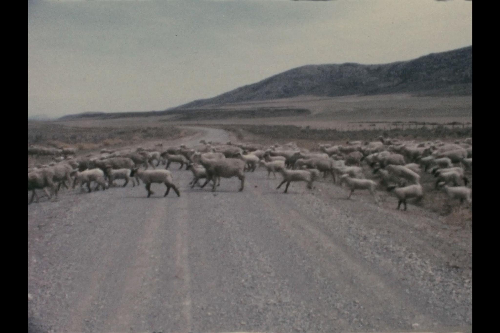 a large flock of sheep crossing a dirt road