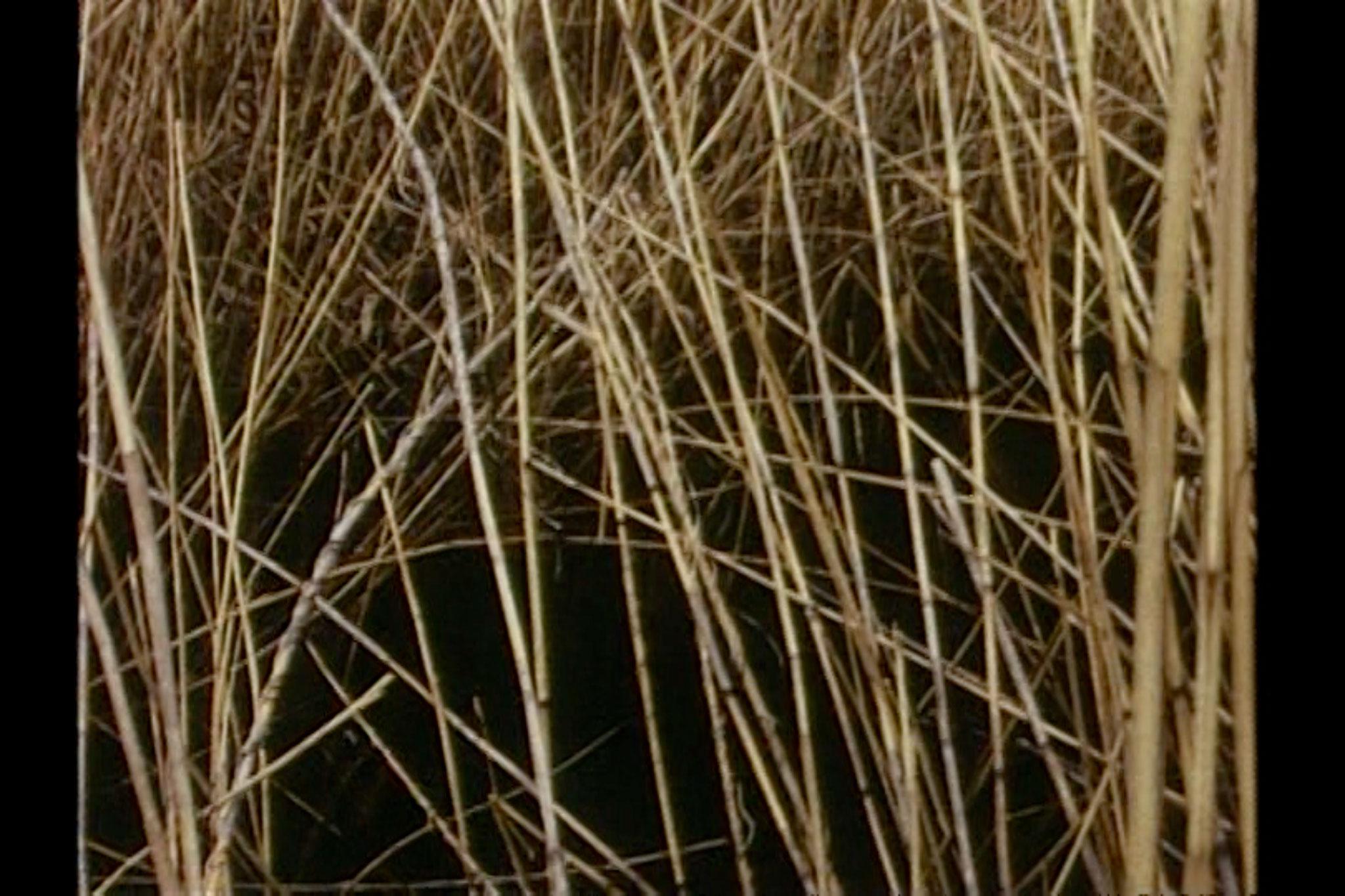 Chaotic image of many criss-crossing reeds with a dark shadowy background.