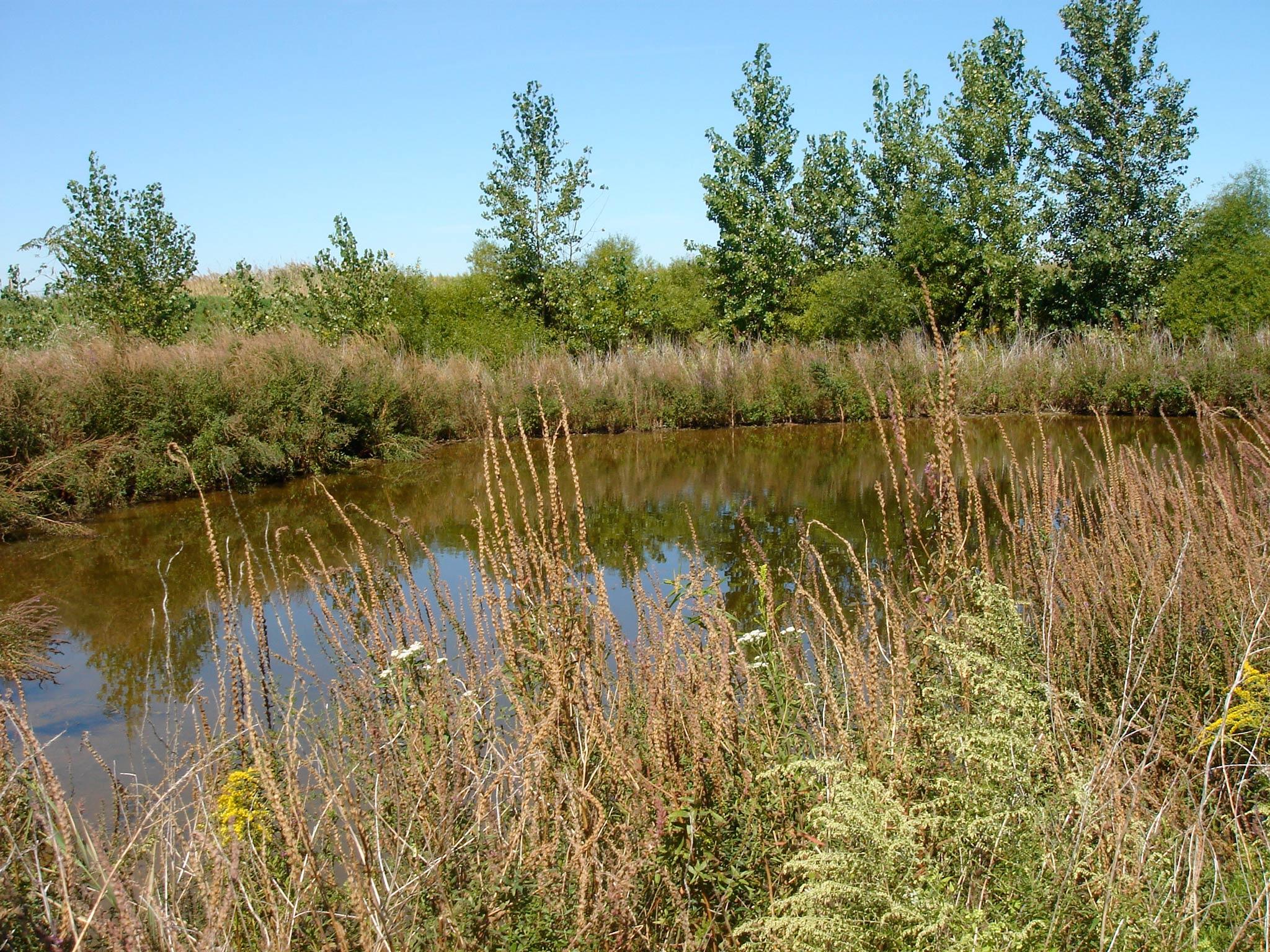 A small pond with grasses and sedges in the foreground and deciduous trees in the background.