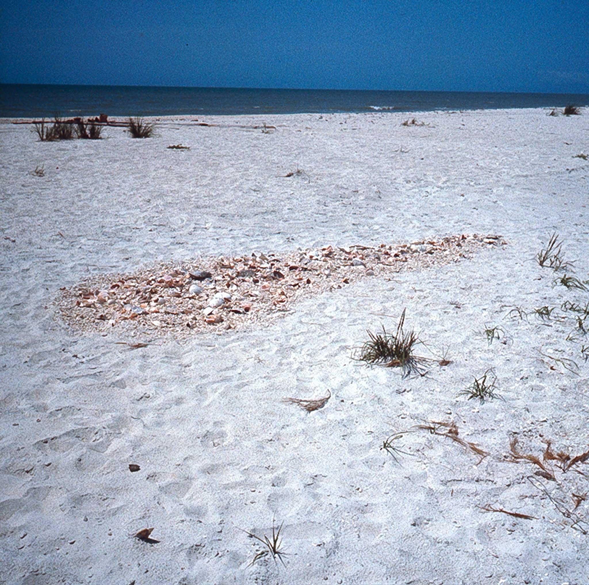 a white sand beach with a pile of sea shells arranged into a round shape.  blue sky and ocean in the background