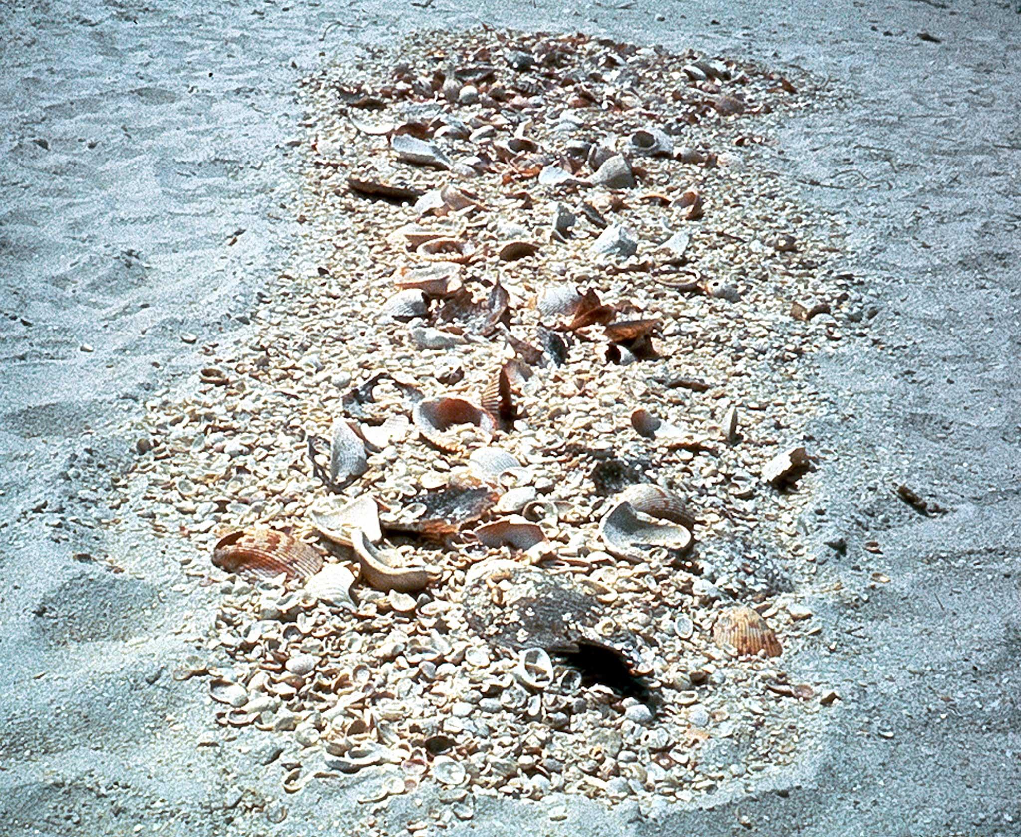 a white sand beach with a pile of sea shells arranged into a long round oval shape.