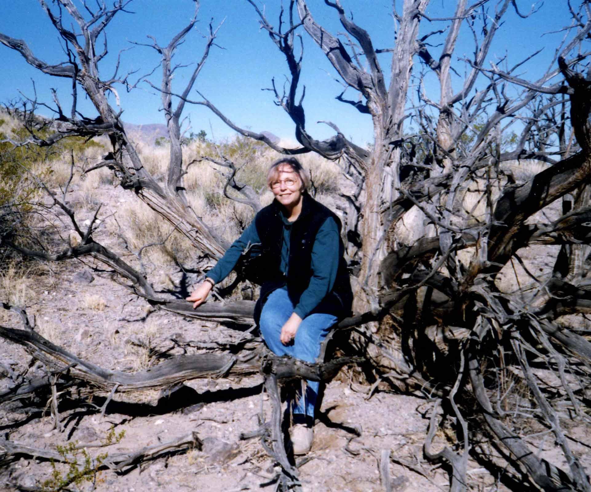 Nancy Holt sitting in an old juniper tree in New Mexico